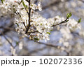 White flowers of cherry plum tree in close-up against blue sky on sunny day. Spring is coming. 102072336