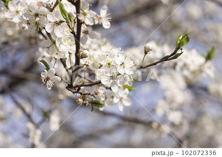 White flowers of cherry plum tree in close-up against blue sky on sunny day. Spring is coming. White flowers of cherry plum tree in close-up against blue sky on sunny day. Spring is coming. 102072336