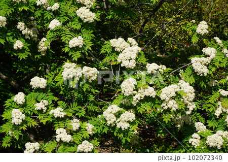 ナナカマドの花 102072340