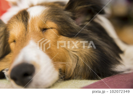 家でぐすっり眠る犬　ペット　シェルティー 102072349