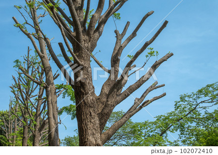 弱剪定をした街路樹 102072410