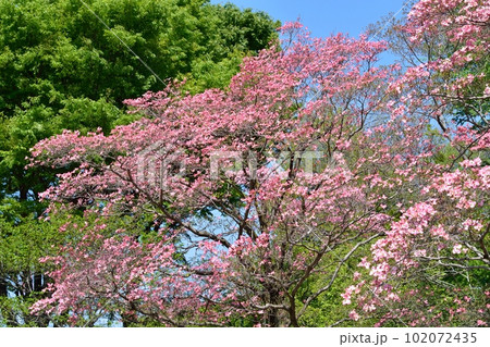 満開のハナミズキ(N) 102072435