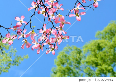 満開のハナミズキ(N) 102072443