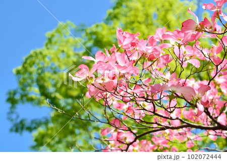 満開のハナミズキ(N) 102072444