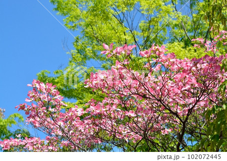 満開のハナミズキ(N) 102072445