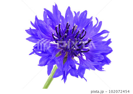 【ヤグルマギク】 (深度合成) 【ヤグルマギク】 (深度合成) 102072454