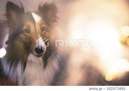 手持花火を夢中で見つめる犬 飼い犬 手持花火を夢中で見つめる犬 飼い犬 102072691