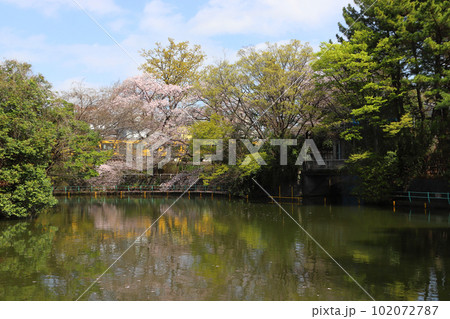 春の武蔵関公園と西武新宿線(東京都練馬区/西東京市) 春の武蔵関公園と西武新宿線(東京都練馬区/西東京市) 102072787