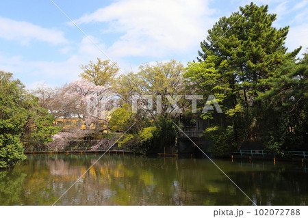 春の武蔵関公園と西武新宿線(東京都練馬区/西東京市) 春の武蔵関公園と西武新宿線(東京都練馬区/西東京市) 102072788