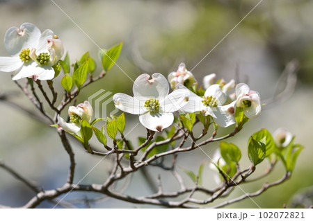 満開のハナミズキ(N) 102072821