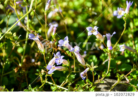 カワセミソウ 102072829