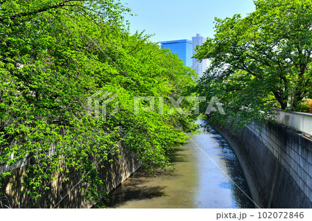 新開橋/神田川より上流方向を望む(東京都新宿区)【2023.4】 新開橋/神田川より上流方向を望む(東京都新宿区)【2023.4】 102072846