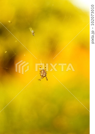 The spider climbs on the web. European garden spider waiting to The spider climbs on the web. European garden spider waiting to 102073010