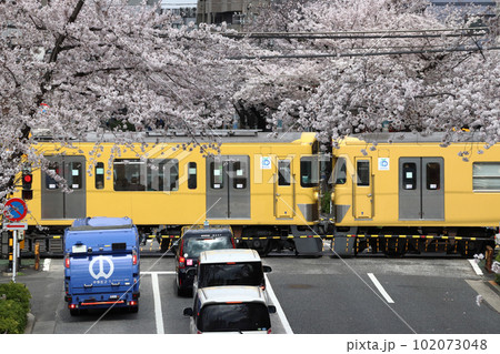 春の中野通りにて：新井薬師前2号踏切を通過する西武新宿線2000系電車 102073048