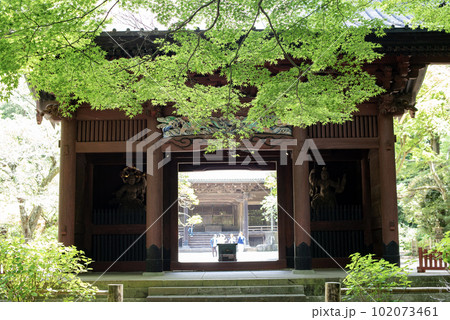 鎌倉　新緑の妙本寺1 102073461