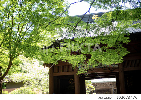 鎌倉　新緑の妙本寺16 102073476