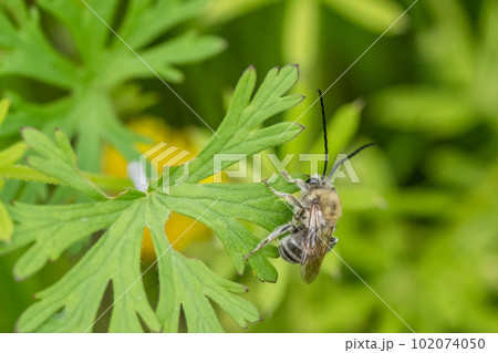 草に止まるニッポンヒゲナガハナバチ 草に止まるニッポンヒゲナガハナバチ 102074050