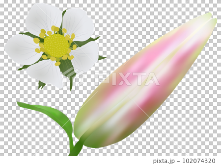 “百合芽”和“野草莓花” 102074320