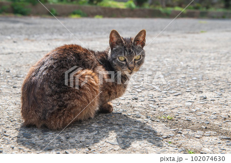 池島の野良猫 102074630
