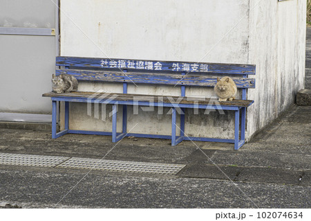 池島の野良猫 102074634