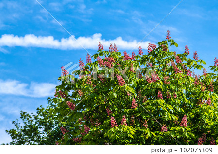 日本の横浜都市景観 ベニバナトチノキ。パリ並木で知られるマロニエとアメリカトチノキとの交雑種 日本の横浜都市景観 ベニバナトチノキ。パリ並木で知られるマロニエとアメリカトチノキとの交雑種 102075309