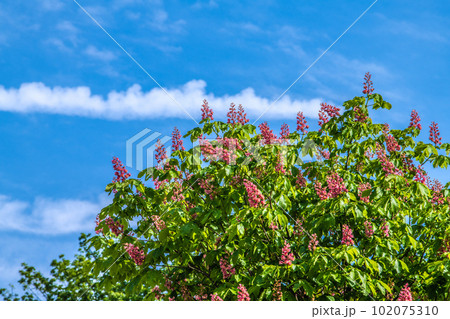 日本の横浜都市景観 ベニバナトチノキ。パリ並木で知られるマロニエとアメリカトチノキとの交雑種 日本の横浜都市景観 ベニバナトチノキ。パリ並木で知られるマロニエとアメリカトチノキとの交雑種 102075310