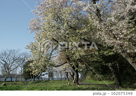 鳥取　四季の散歩　春　青島　 102075349