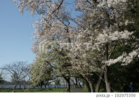 鳥取 四季の散歩 春 青島  鳥取 四季の散歩 春 青島  102075350