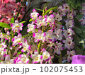 デンドロビウム 102075453