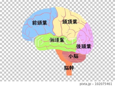 人腦結構和名稱 人腦結構和名稱 102075461
