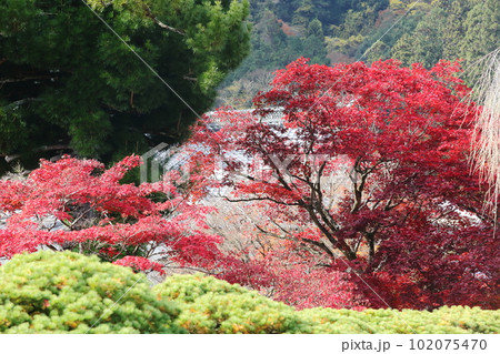 善峯寺の紅葉 善峯寺の紅葉 102075470