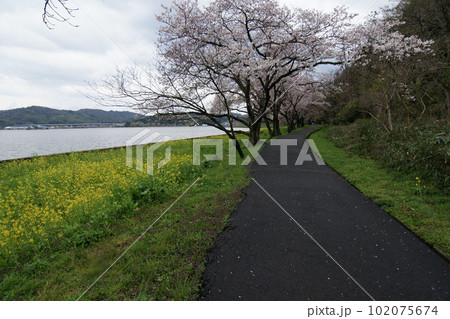 鳥取 四季の散歩 春 青島  鳥取 四季の散歩 春 青島  102075674