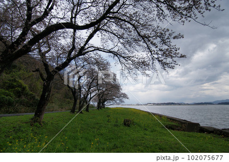 鳥取 四季の散歩 春 青島 鳥取 四季の散歩 春 青島 102075677