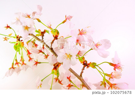 満開の桜 桜 さくら 桜 桜の花 ソメイヨシノ 満開の桜 桜 さくら 桜 桜の花 ソメイヨシノ 102075678