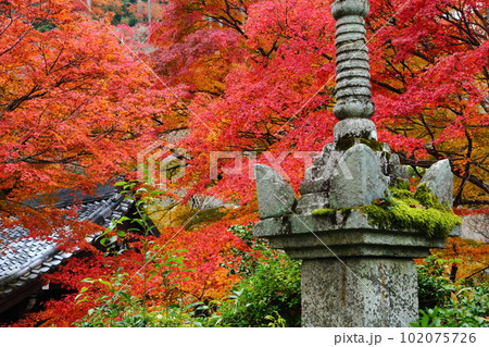 善峯寺の紅葉 102075726