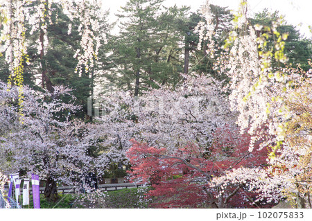 清々しい春の朝　光を浴びる弘前城本丸枝垂桜　青森県 102075833