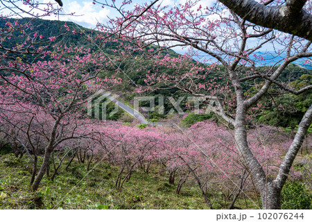 八重岳桜まつり 102076244