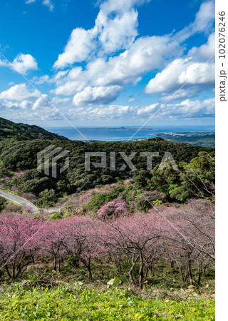 八重岳桜まつり 102076246