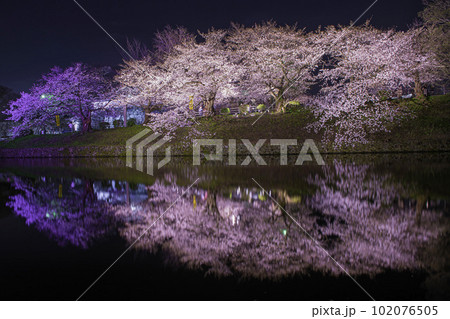 上之橋付近のライトアップされた桜 102076505