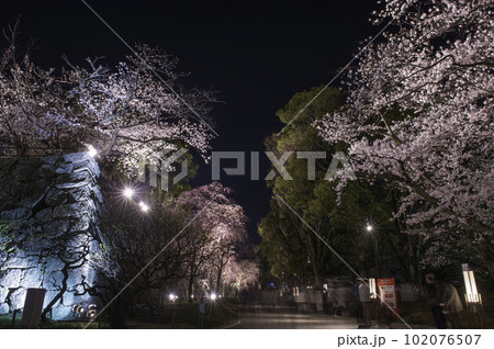 福岡城の石垣とライトアップされた桜 福岡城の石垣とライトアップされた桜 102076507