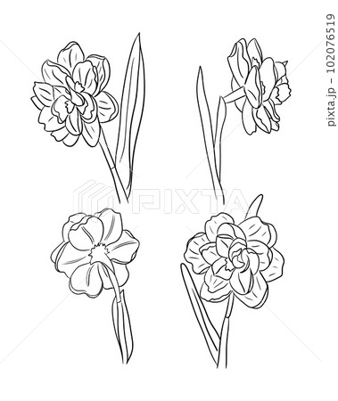 Sketch floral hand drawn set. Daffodils or narcissis isolated on the white background. Can be used for coloring pages, as tatoo, pattern, background, wrapping paper, greetings, postcard 102076519