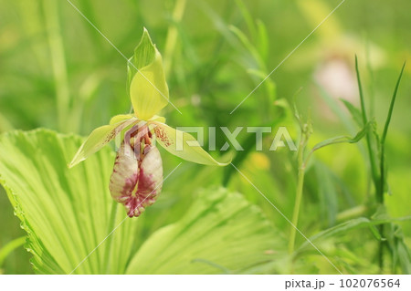 早春の里山に咲く熊谷草　山野草 102076564