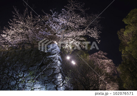 福岡城の石垣とライトアップされた桜 福岡城の石垣とライトアップされた桜 102076571