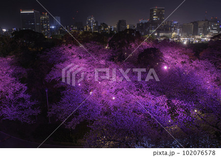 福岡城の天守台から望む夜景と夜桜 102076578