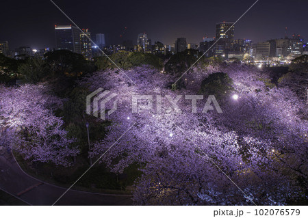 福岡城の天守台から望む夜景と夜桜 102076579