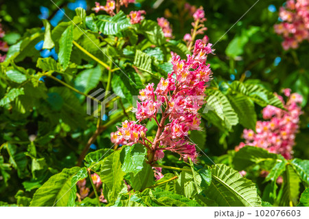 日本の横浜都市景観 ベニバナトチノキ。パリ並木で知られるマロニエとアメリカトチノキとの交雑種＝4月 102076603