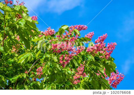 日本の横浜都市景観 ベニバナトチノキ。パリ並木で知られるマロニエとアメリカトチノキとの交雑種＝4月 102076608