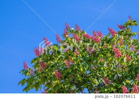 日本の横浜都市景観 ベニバナトチノキ。パリ並木で知られるマロニエとアメリカトチノキとの交雑種=4月 日本の横浜都市景観 ベニバナトチノキ。パリ並木で知られるマロニエとアメリカトチノキとの交雑種=4月 102076611
