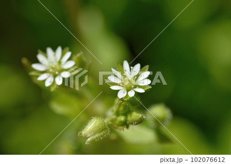 ウシハコベの花 102076612