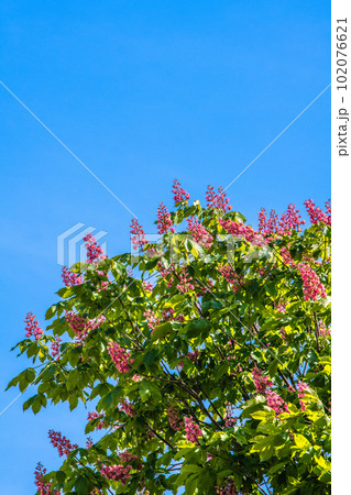 日本の横浜都市景観 ベニバナトチノキ。パリ並木で知られるマロニエとアメリカトチノキとの交雑種＝4月 102076621